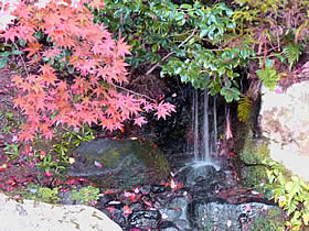 百済寺の紅葉