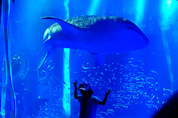 のとじま水族館のジンベエザメ