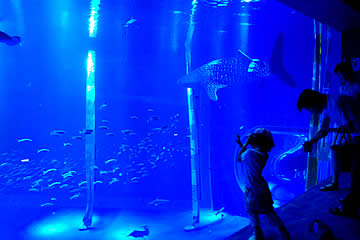 のとじま水族館のジンベエザメ